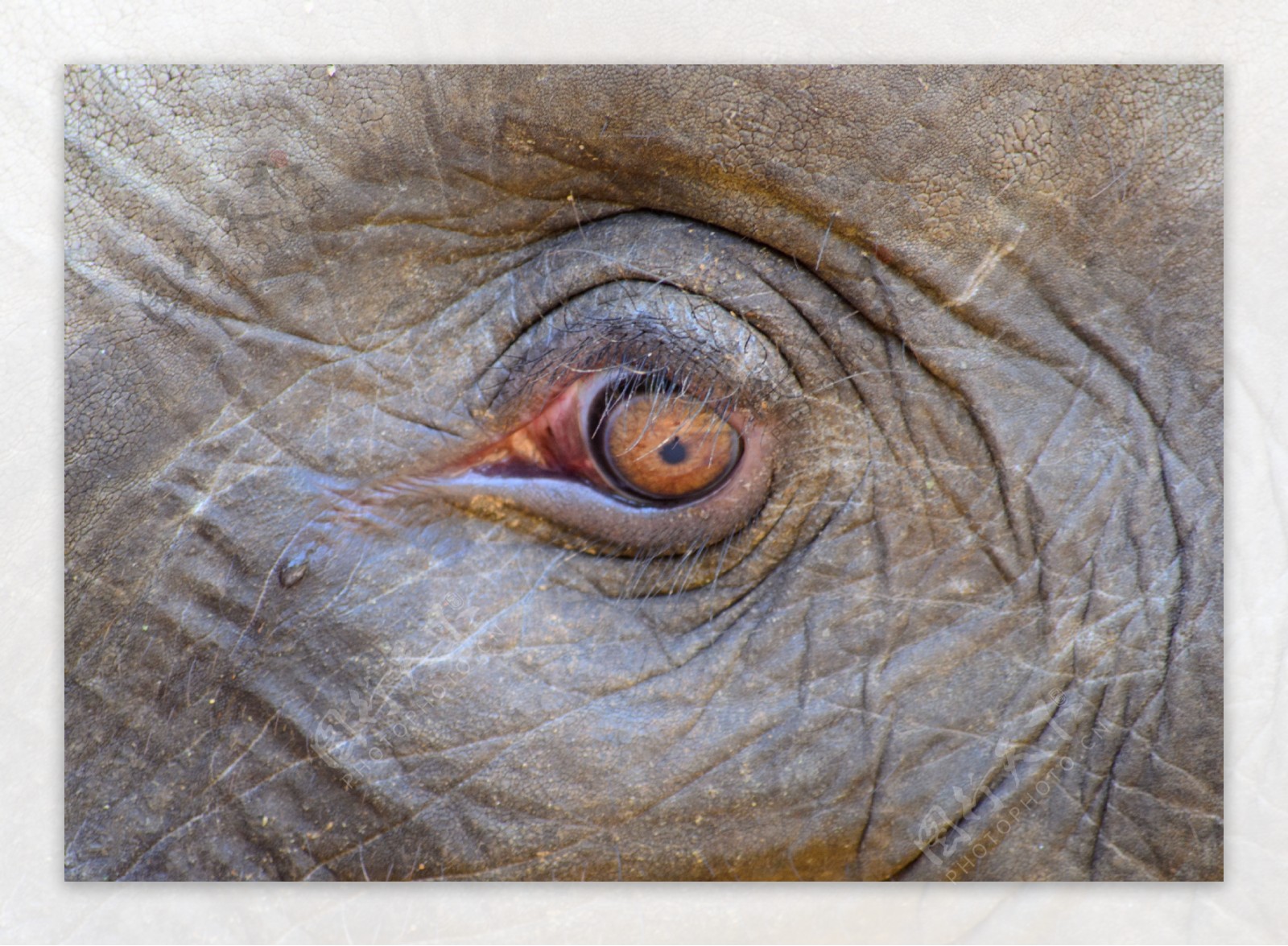 特写大象眼睛图片