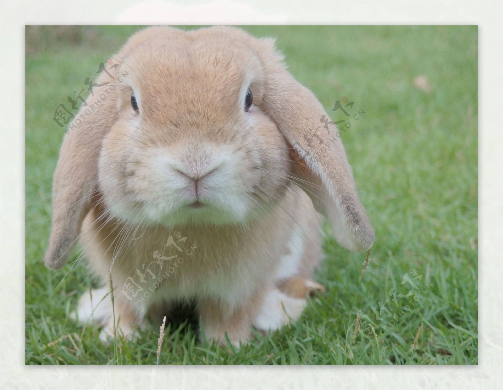法国垂耳兔图片