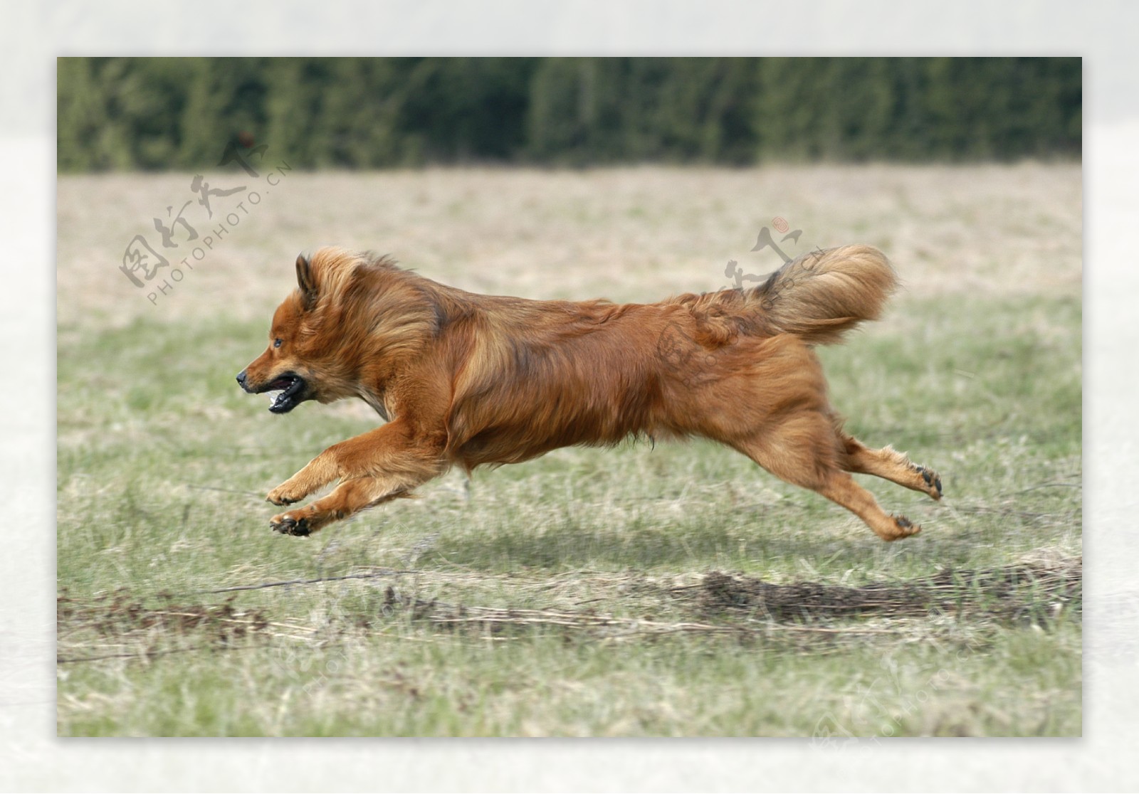 奔跑在草地上的宠物狗