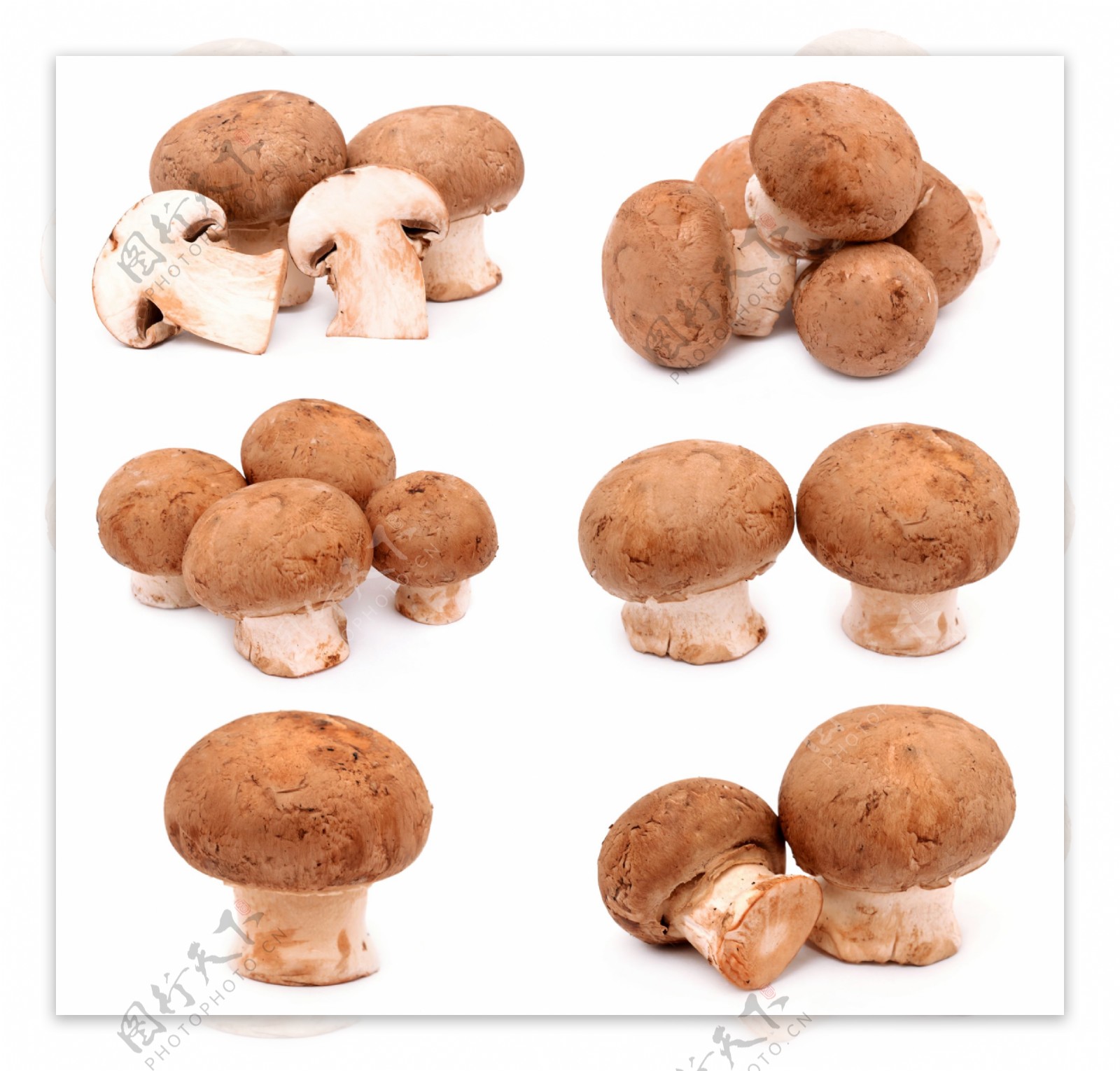 蘑菇图片图片