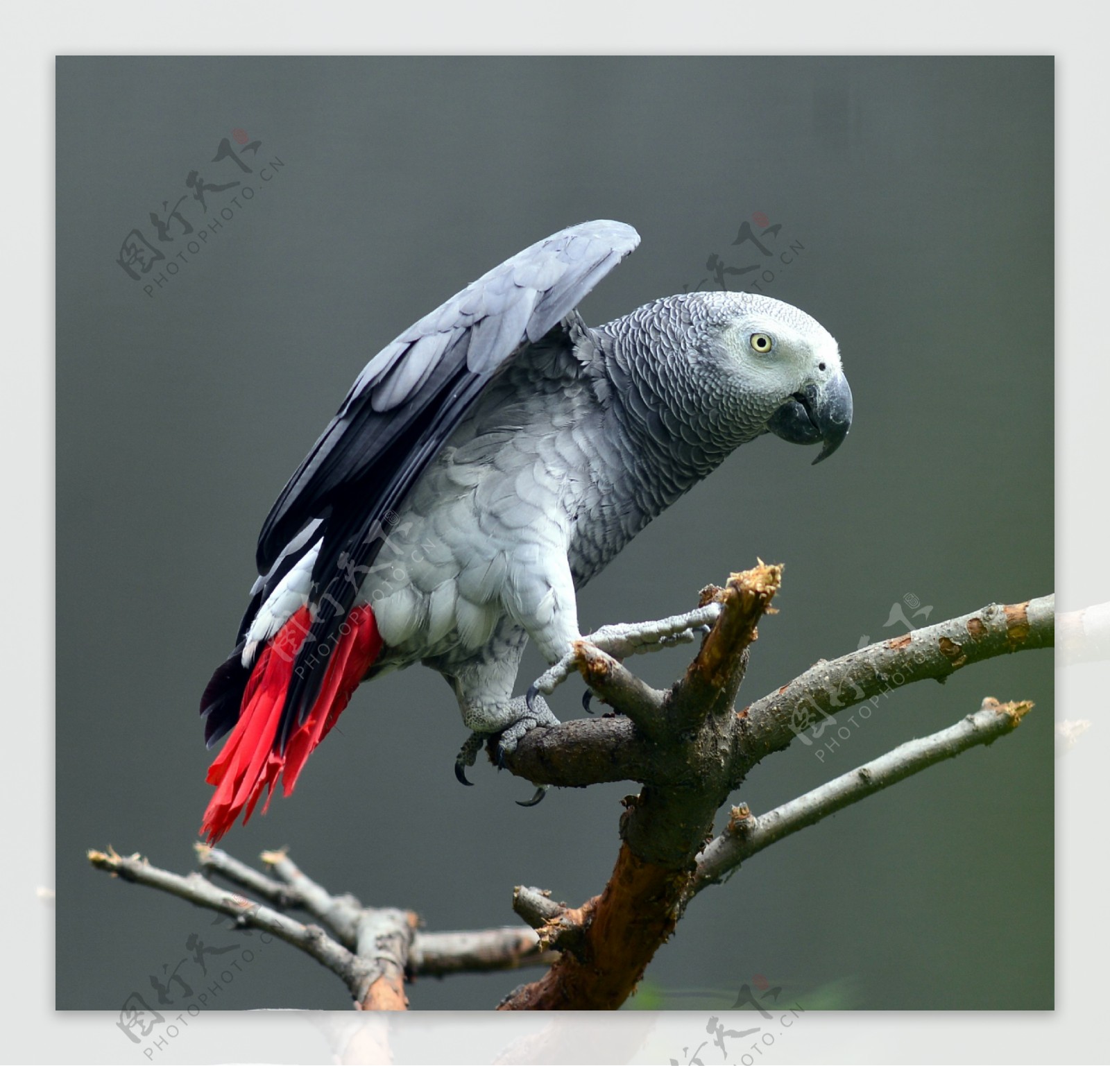 红尾巴的灰色鹦鹉