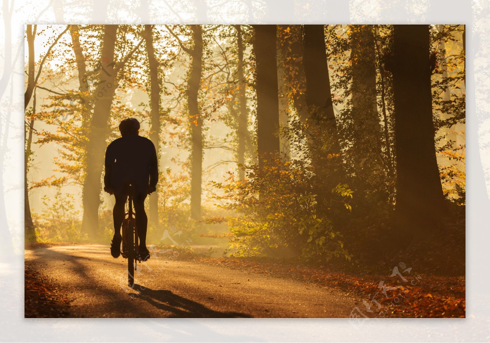 树林骑自行车的男人图片