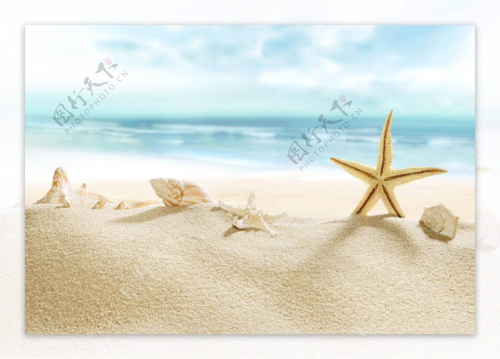 高清沙滩海星图片