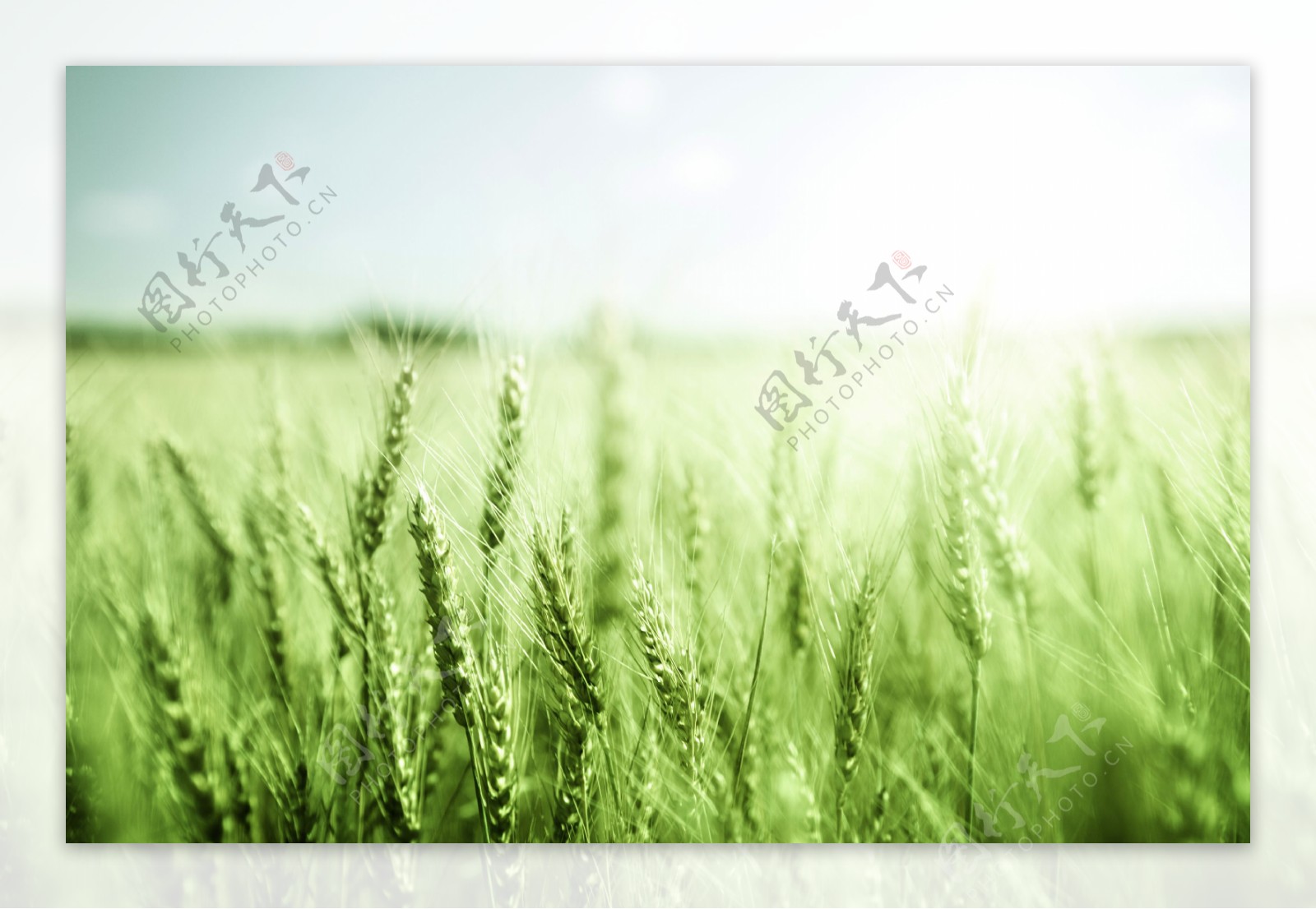 绿色麦田风景图片