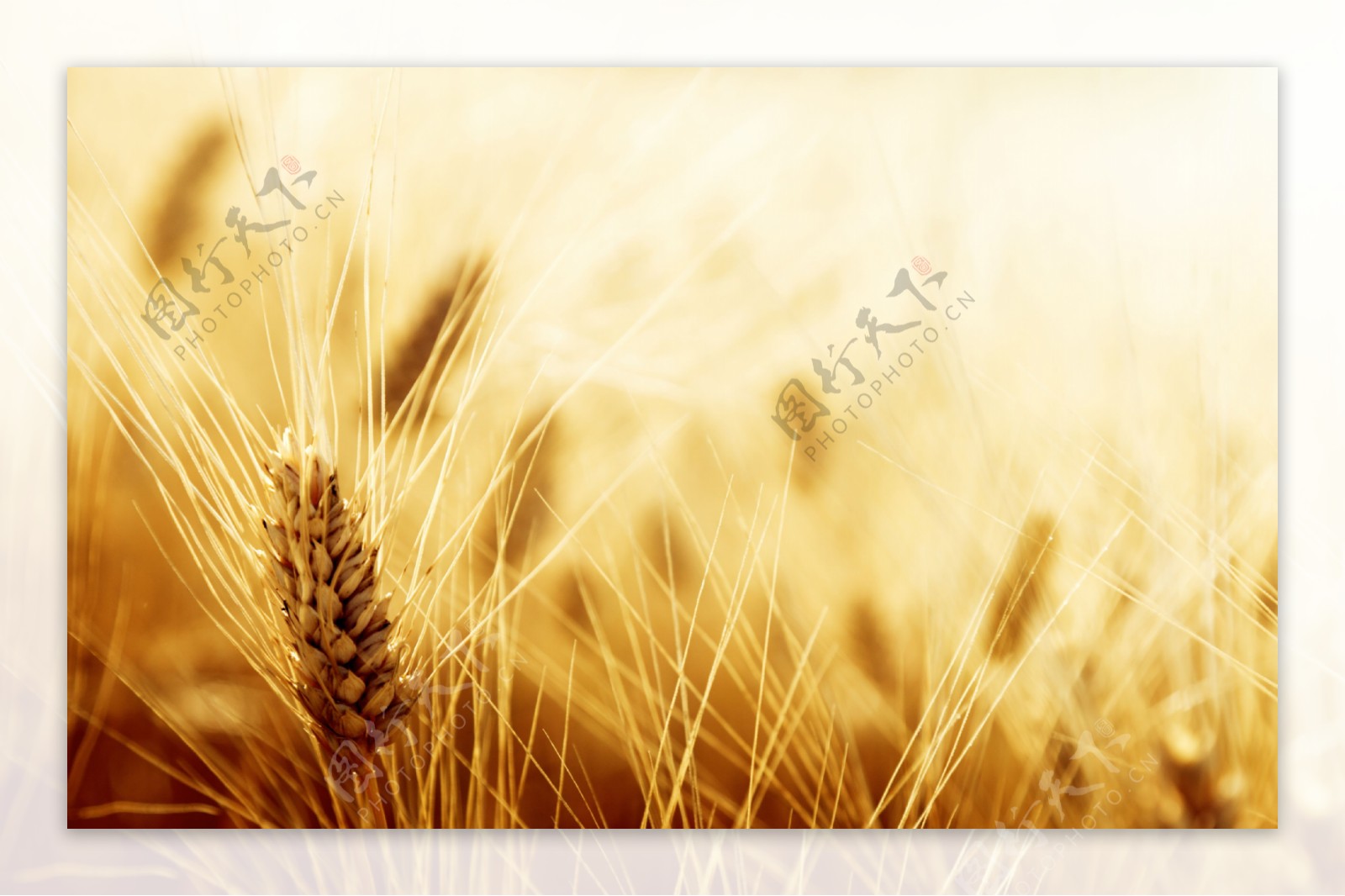 磷酸二氢钾在小麦上怎么用？这几点用法技巧小麦增产防早衰功能_农业