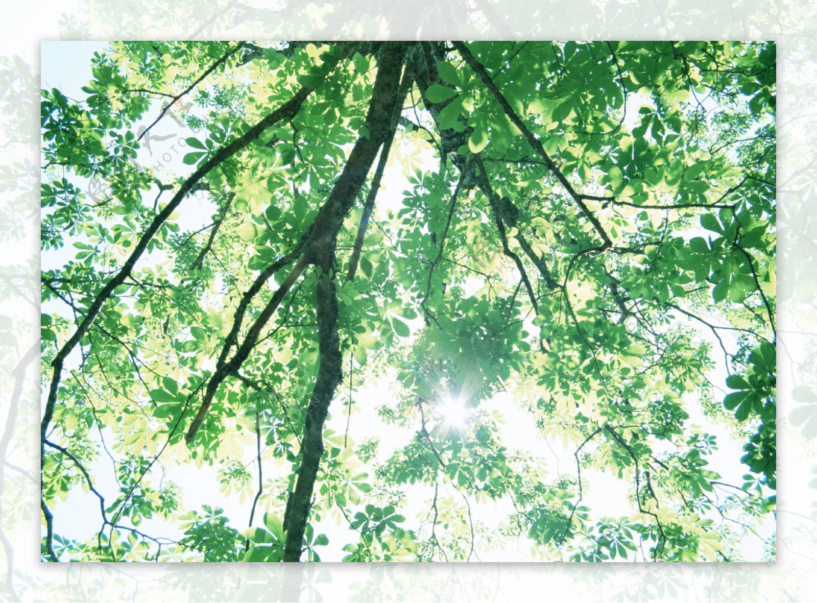 树林图片森林树木图片063