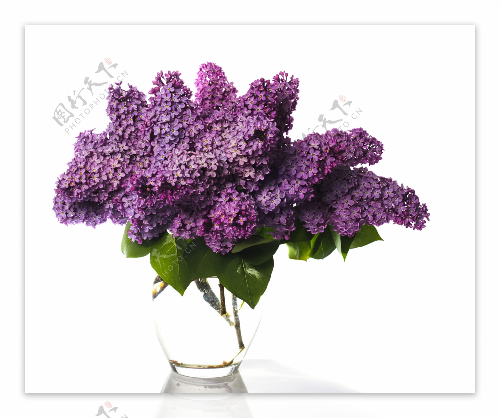 装在花瓶里的一束紫藤花