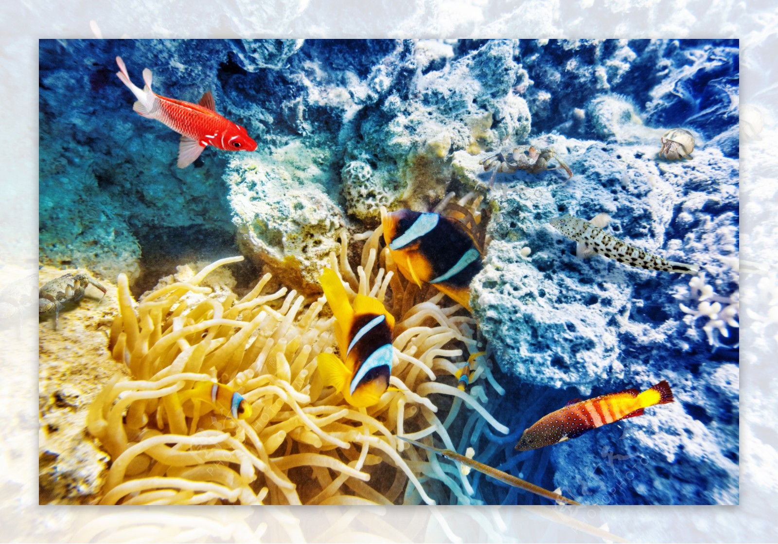 美丽的珊瑚与鱼群