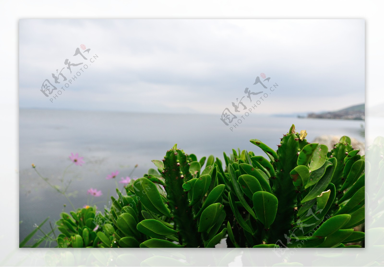 云南大理双廊洱海海边植物图片