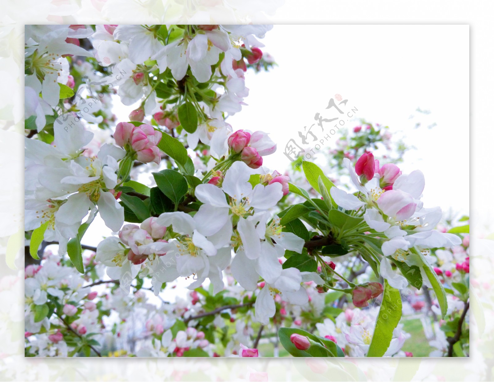 苹果花 苹果树 开花 - Pixabay上的免费照片 - Pixabay