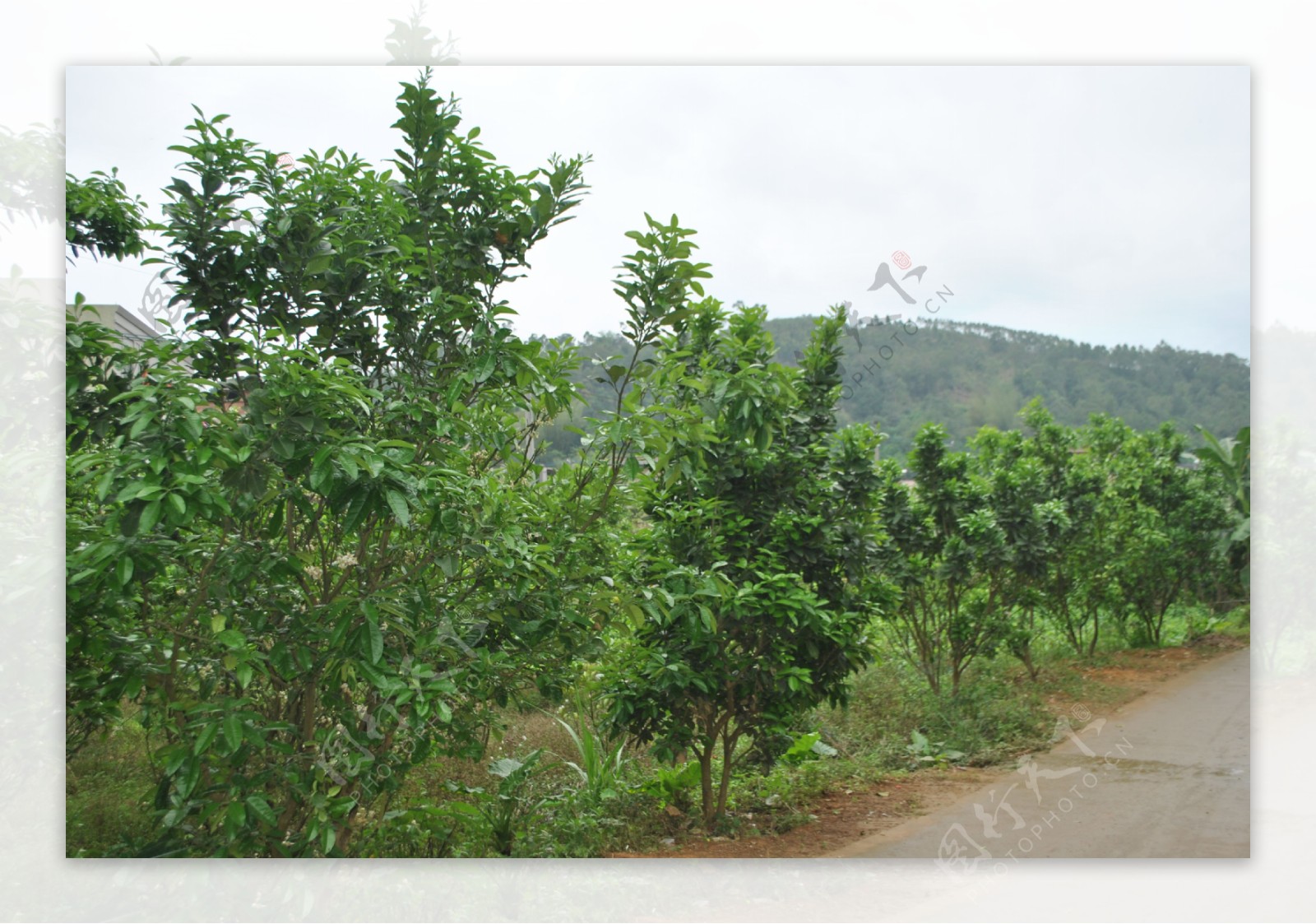 化橘红种植基地图片