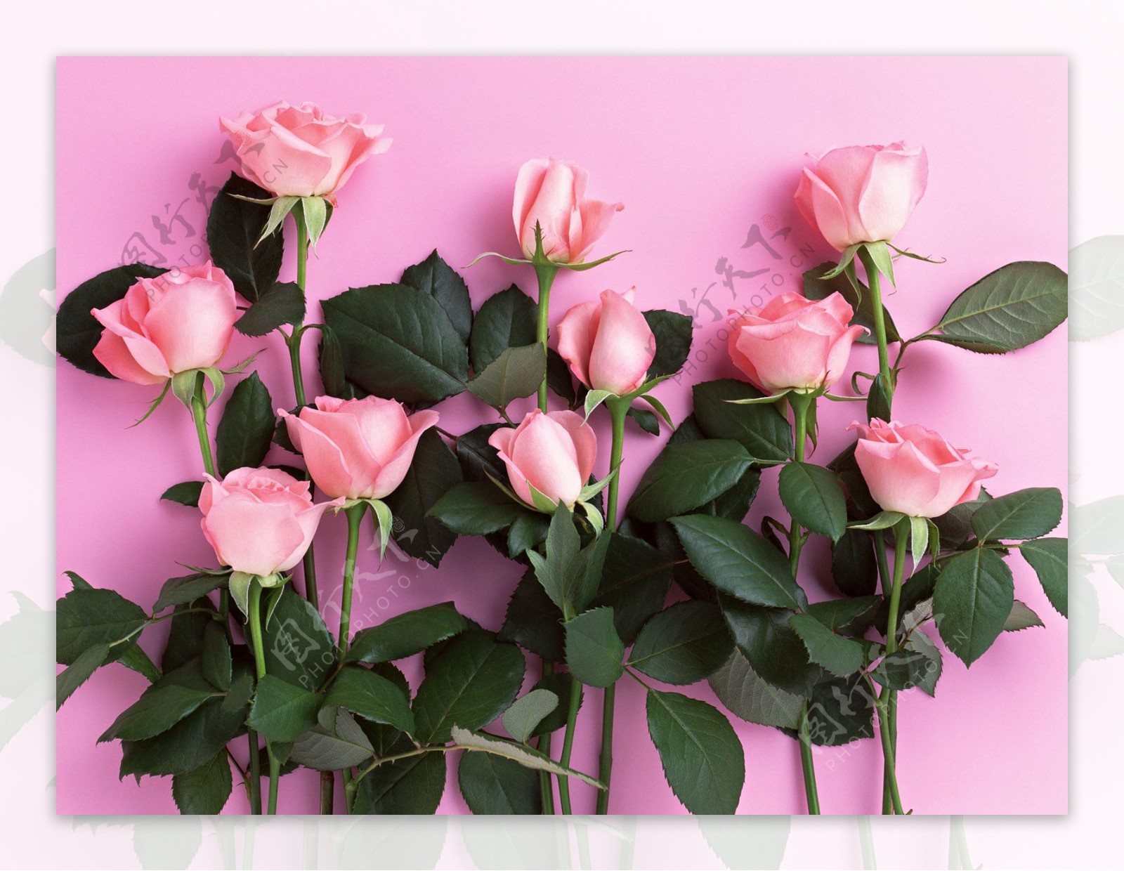 鲜艳粉色玫瑰花图片