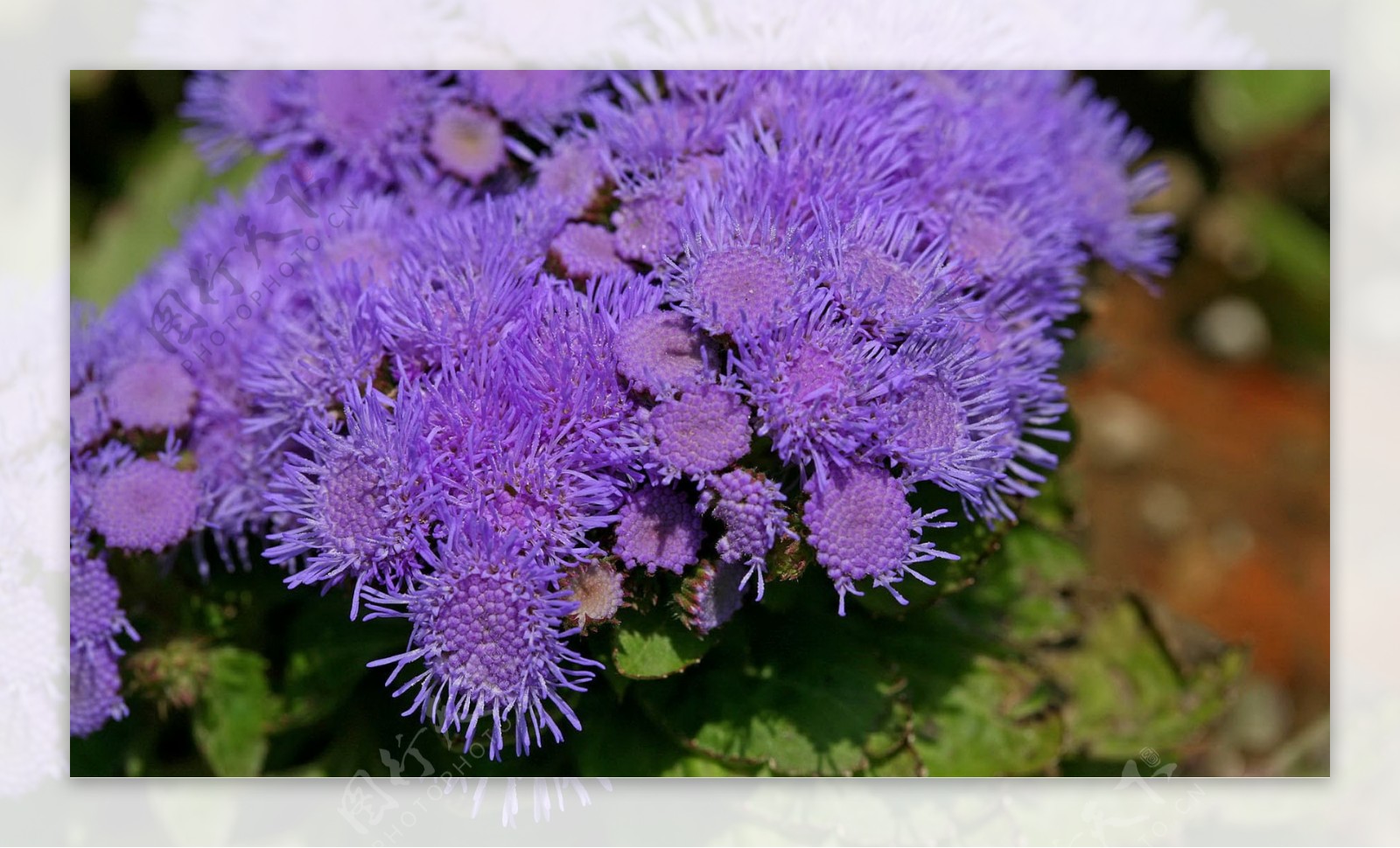 唯美紫色藿香蓟图片