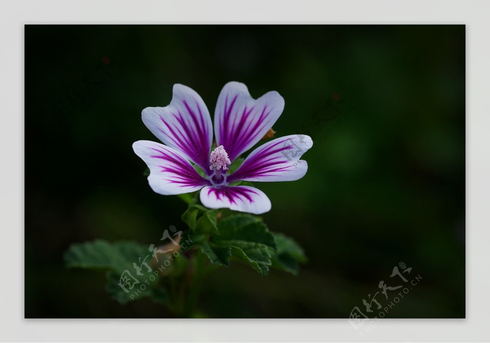 紫色锦葵花图片