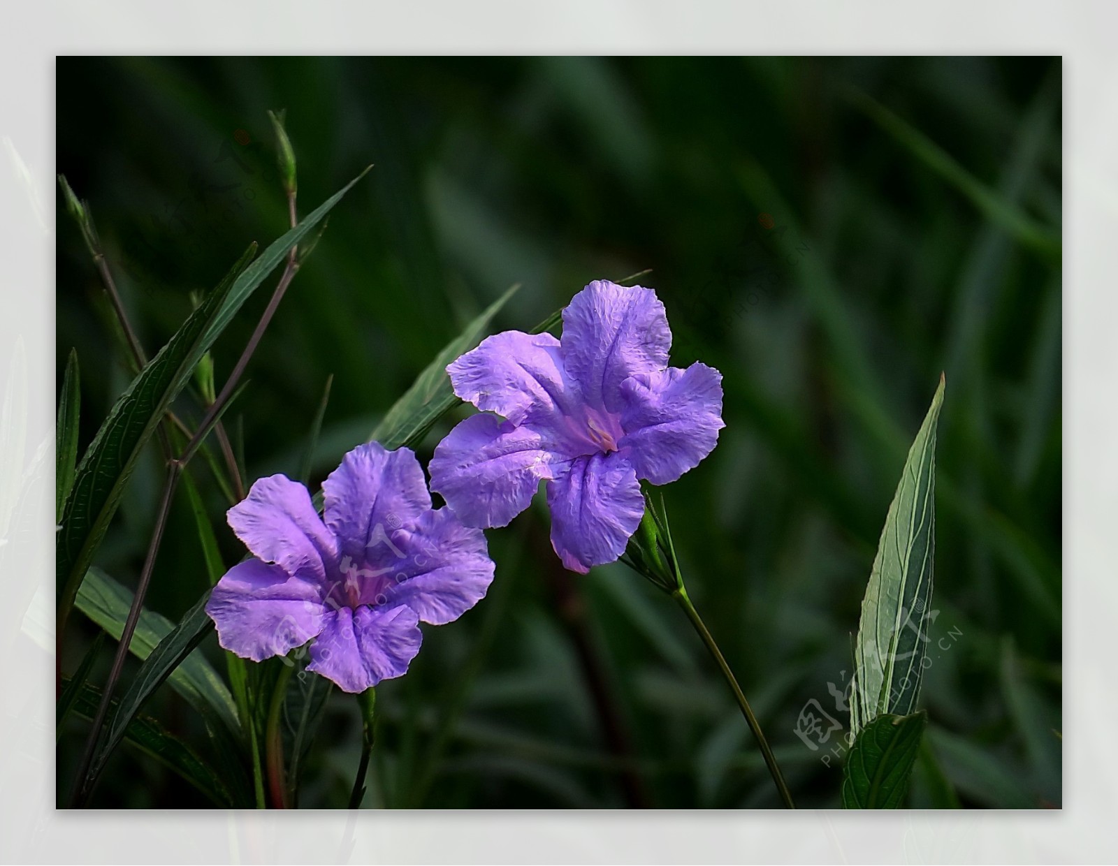 鲜艳蓝花菜图片