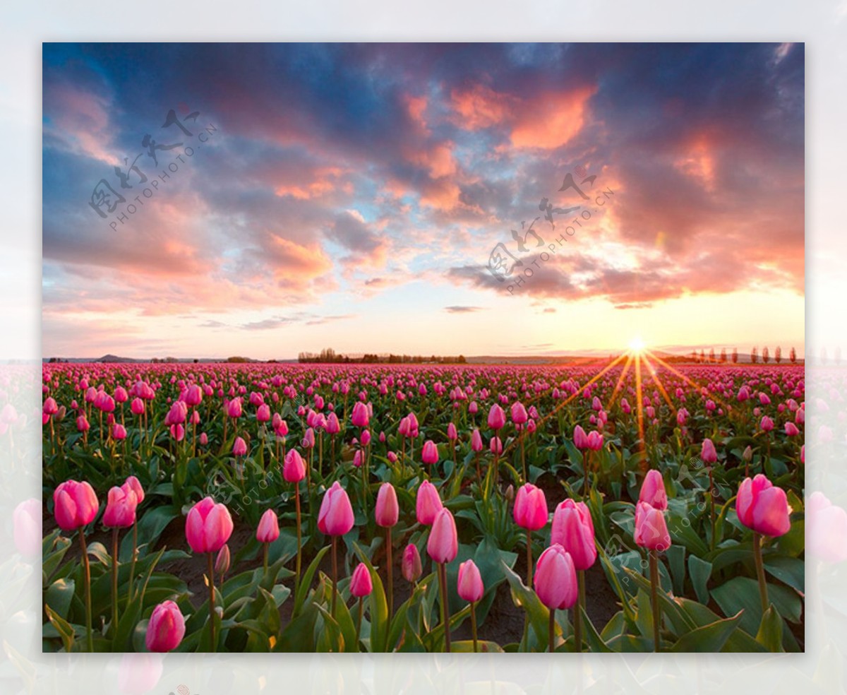 荷兰郁金香花海图片