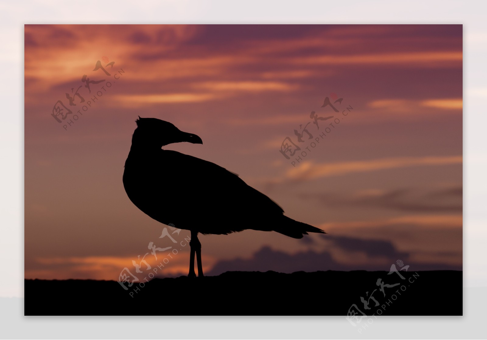 夕阳下海鸥图片