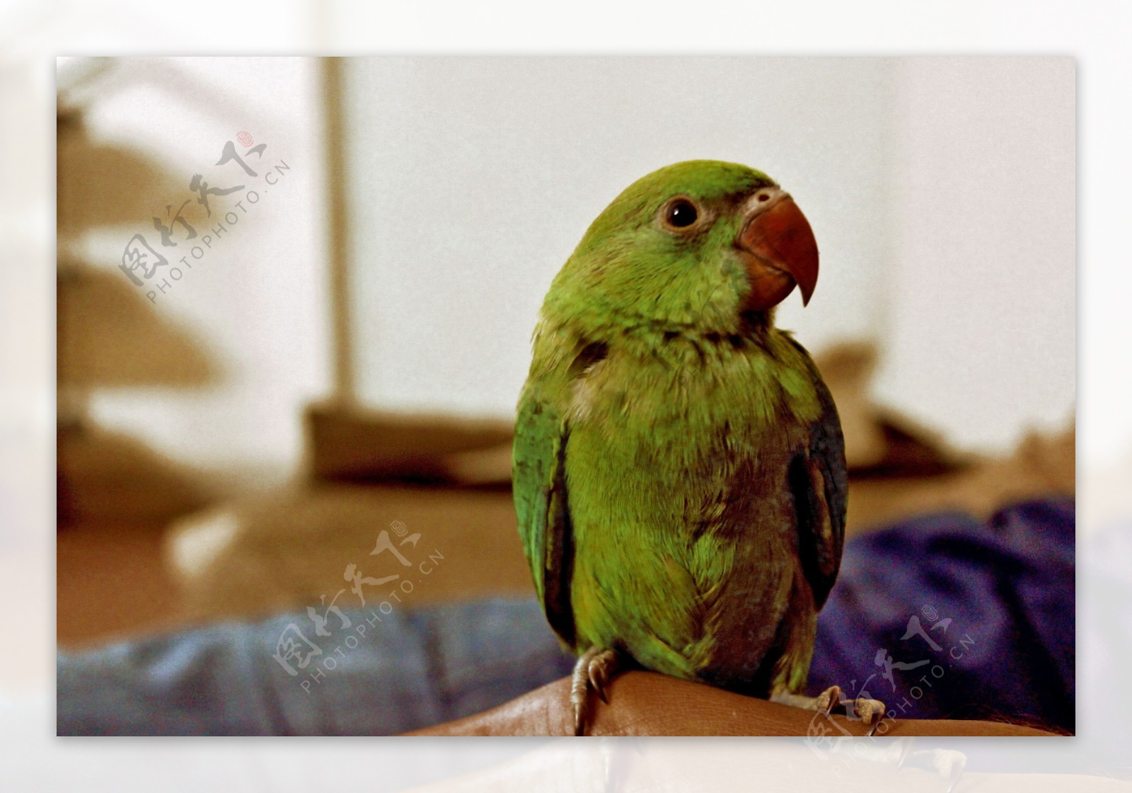 可爱绿色鹦鹉图片