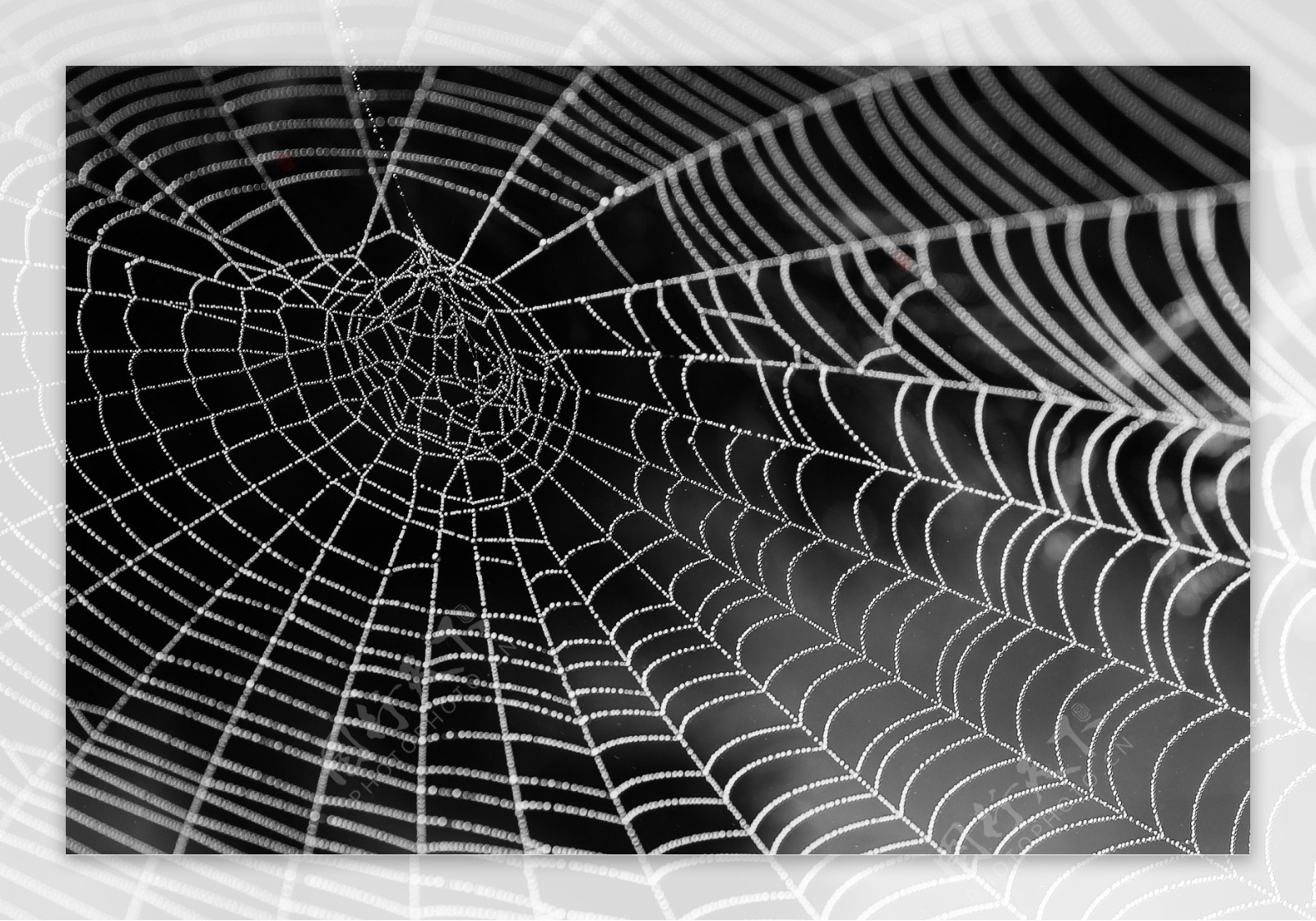 高清蜘蛛网图片