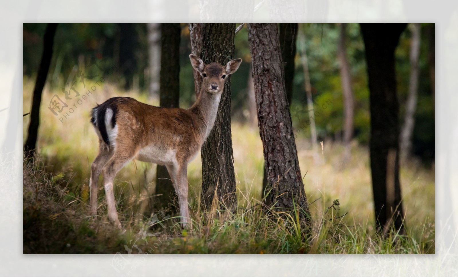 林中小鹿图片