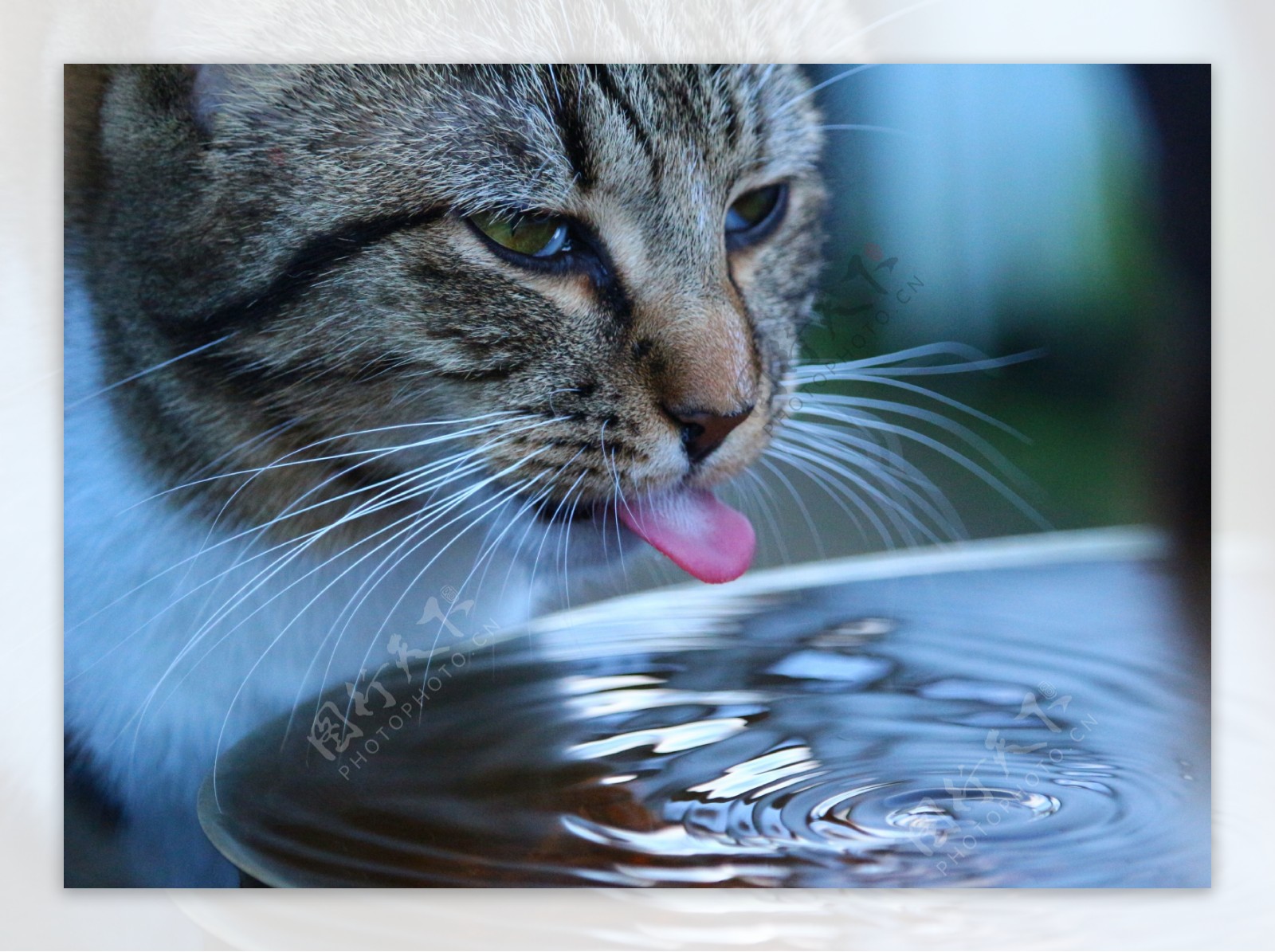 喝水小猫图片