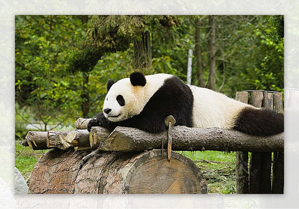 休息中的国宝熊猫