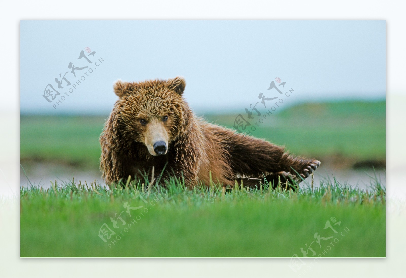 草地上的大棕熊