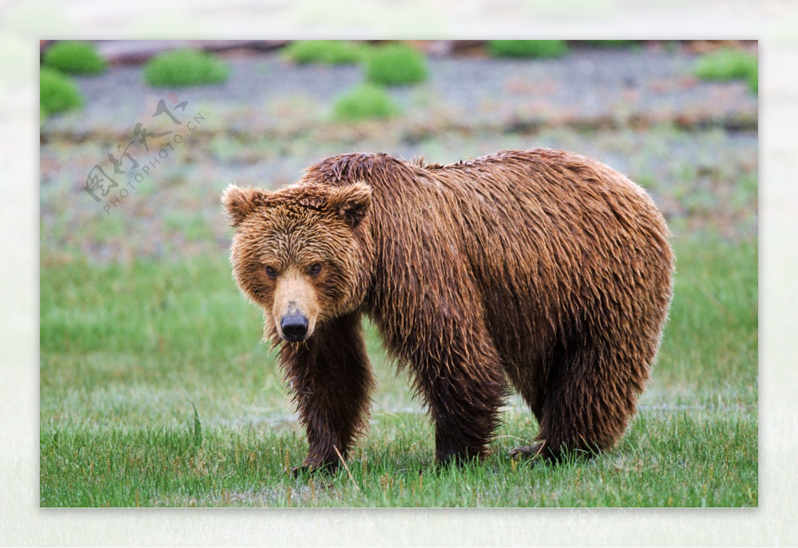 草地上的棕熊