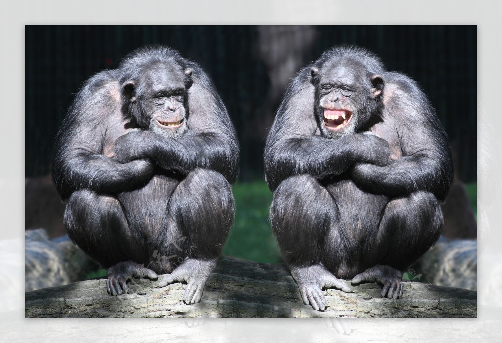 两只坐着的黑猩猩