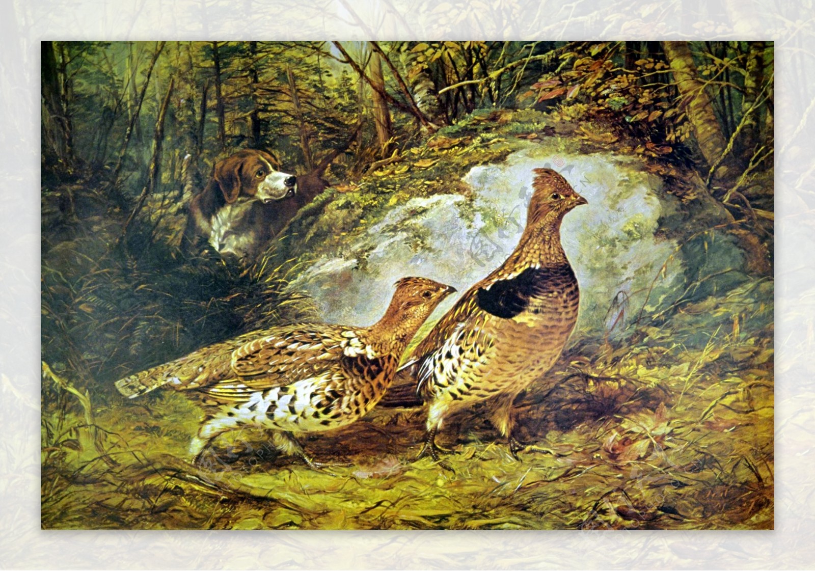 野鸡动物油画西洋美术0004