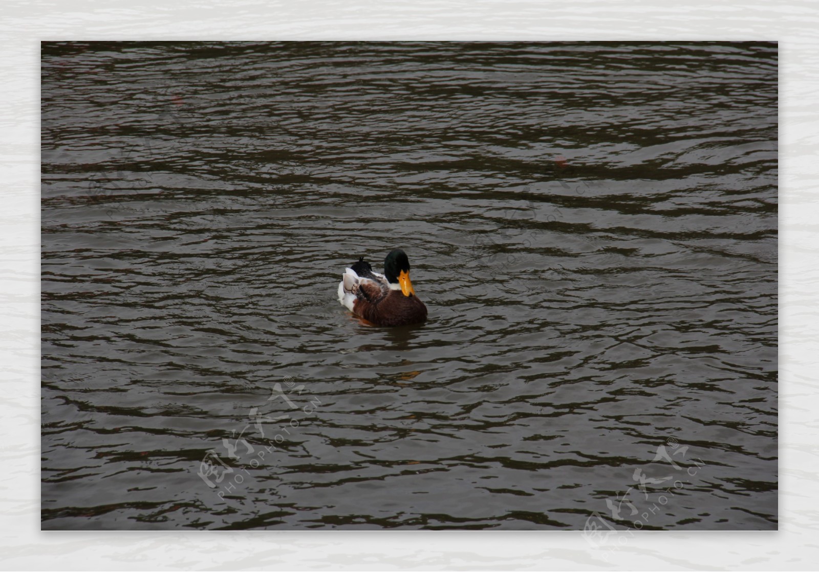 湖里的鸭子图片