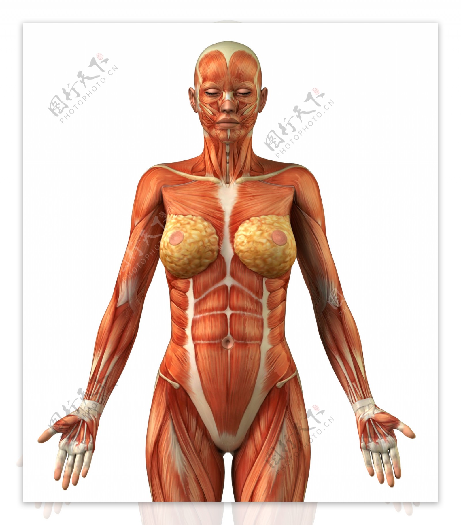 女性肌肉组织器官图片