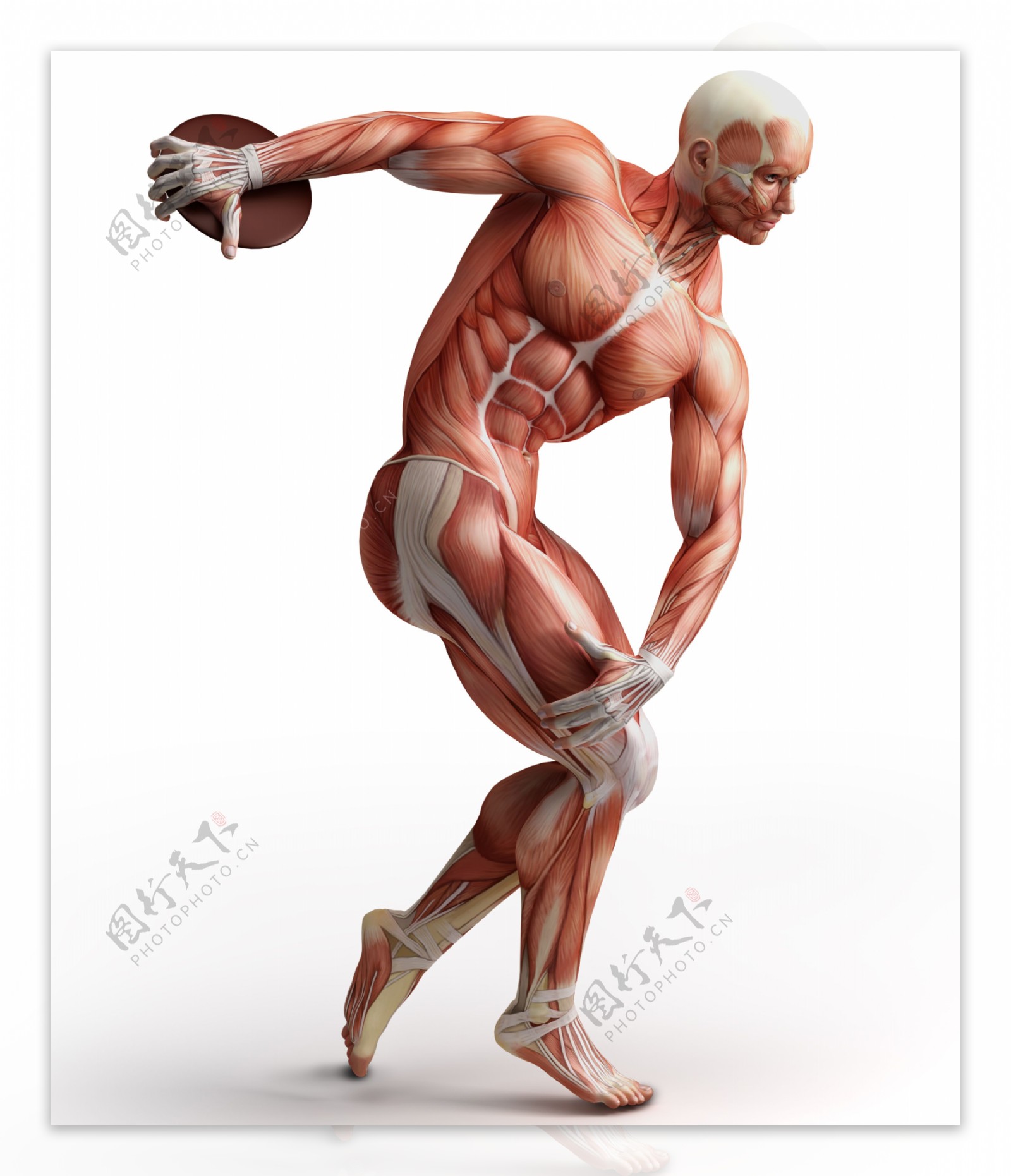 扔铁饼的男性肌肉图片