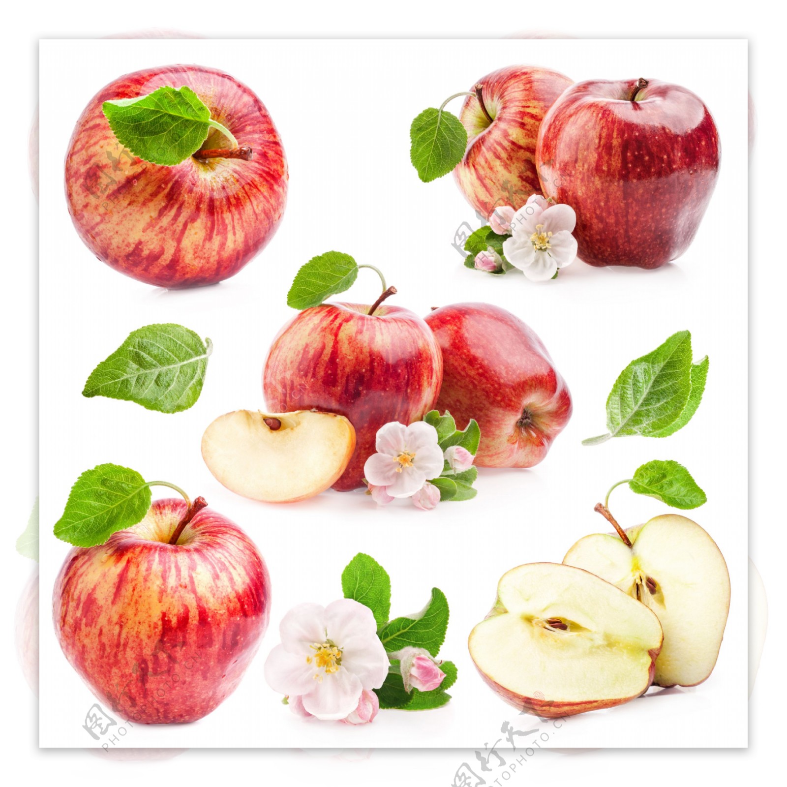 苹果与苹果花图片素材