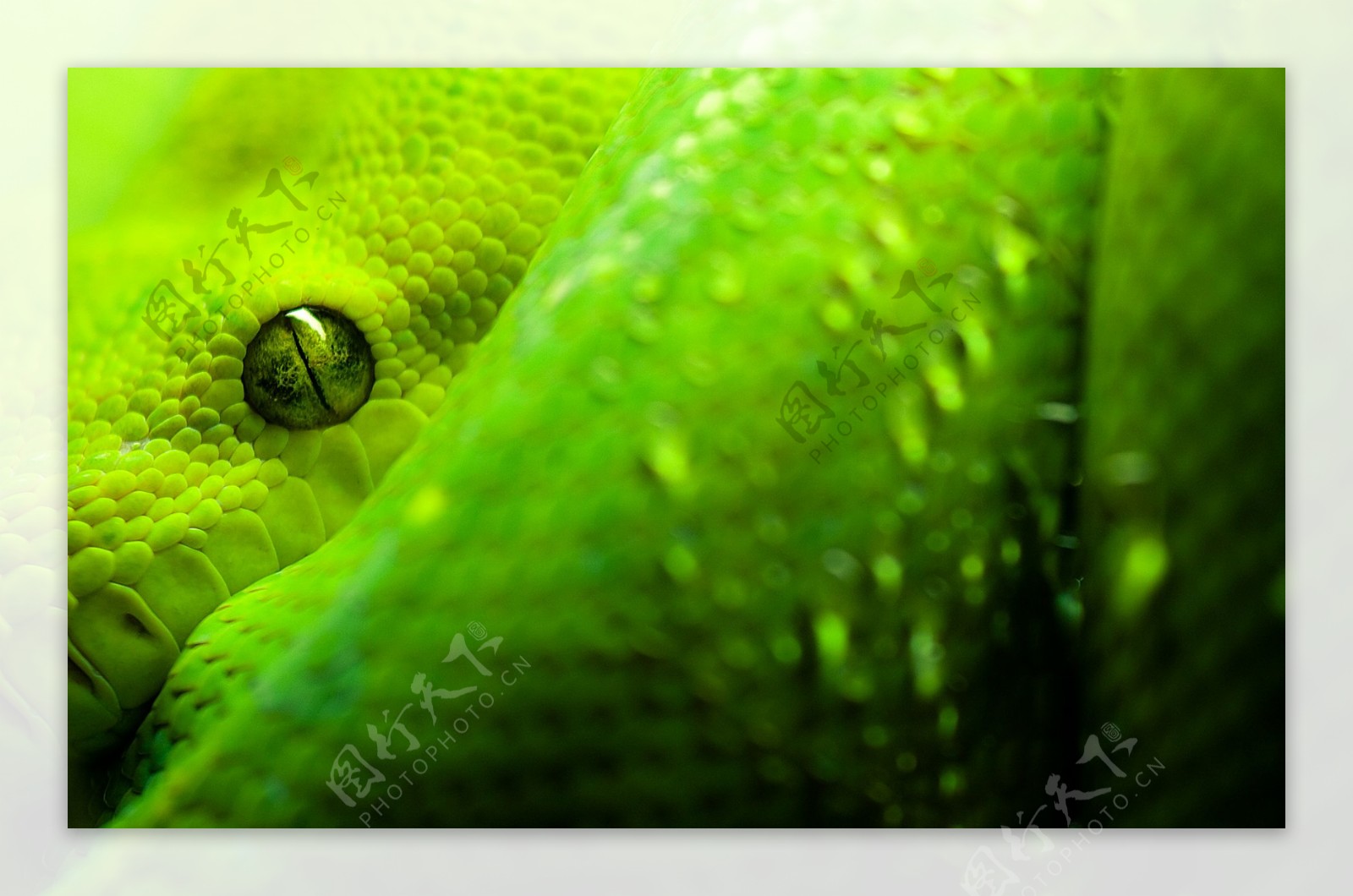绿色蟒蛇背景素材