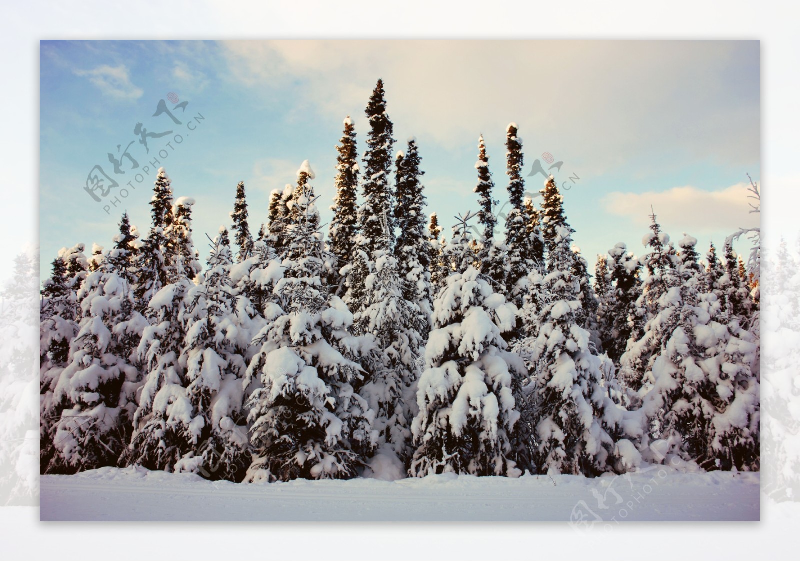 冬季雪松风景图片