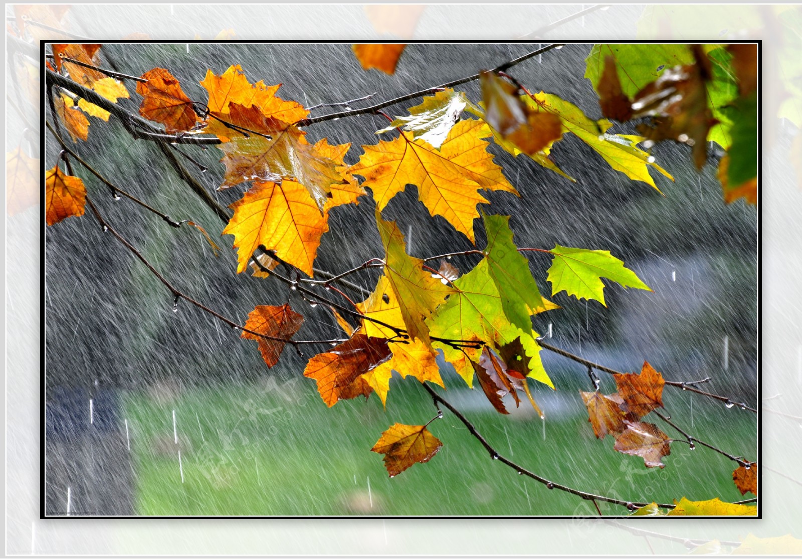 秋天的雨图片大全