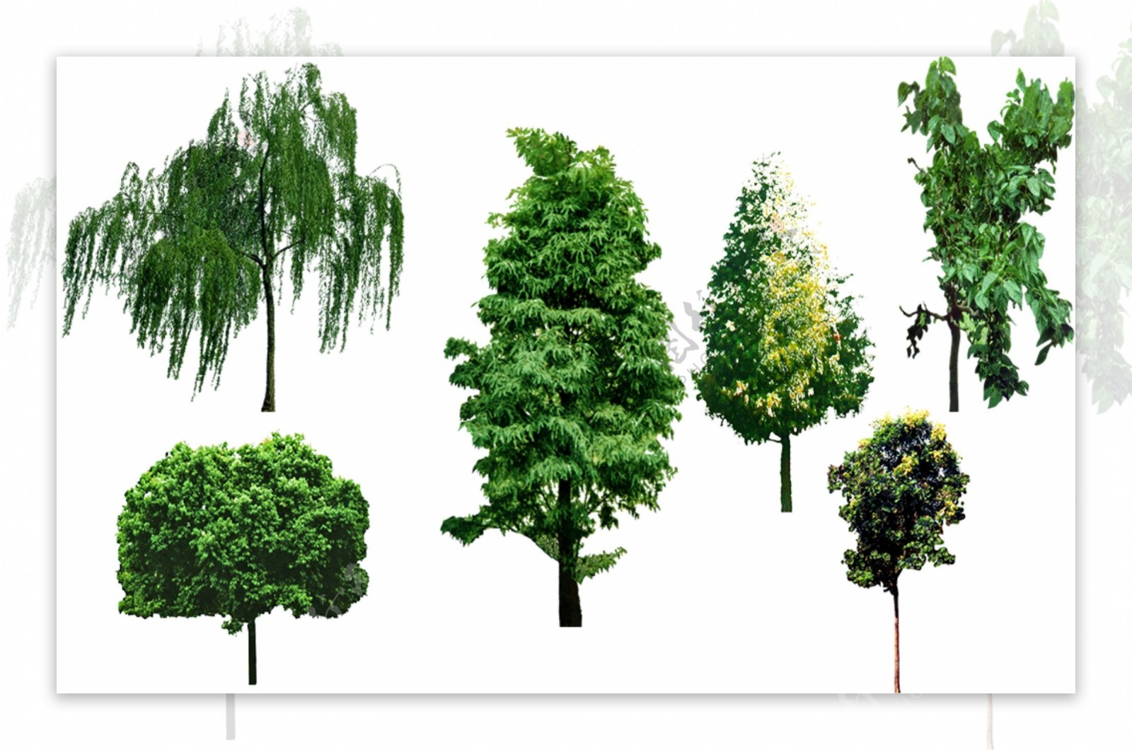 园林景观素材树PSD素材