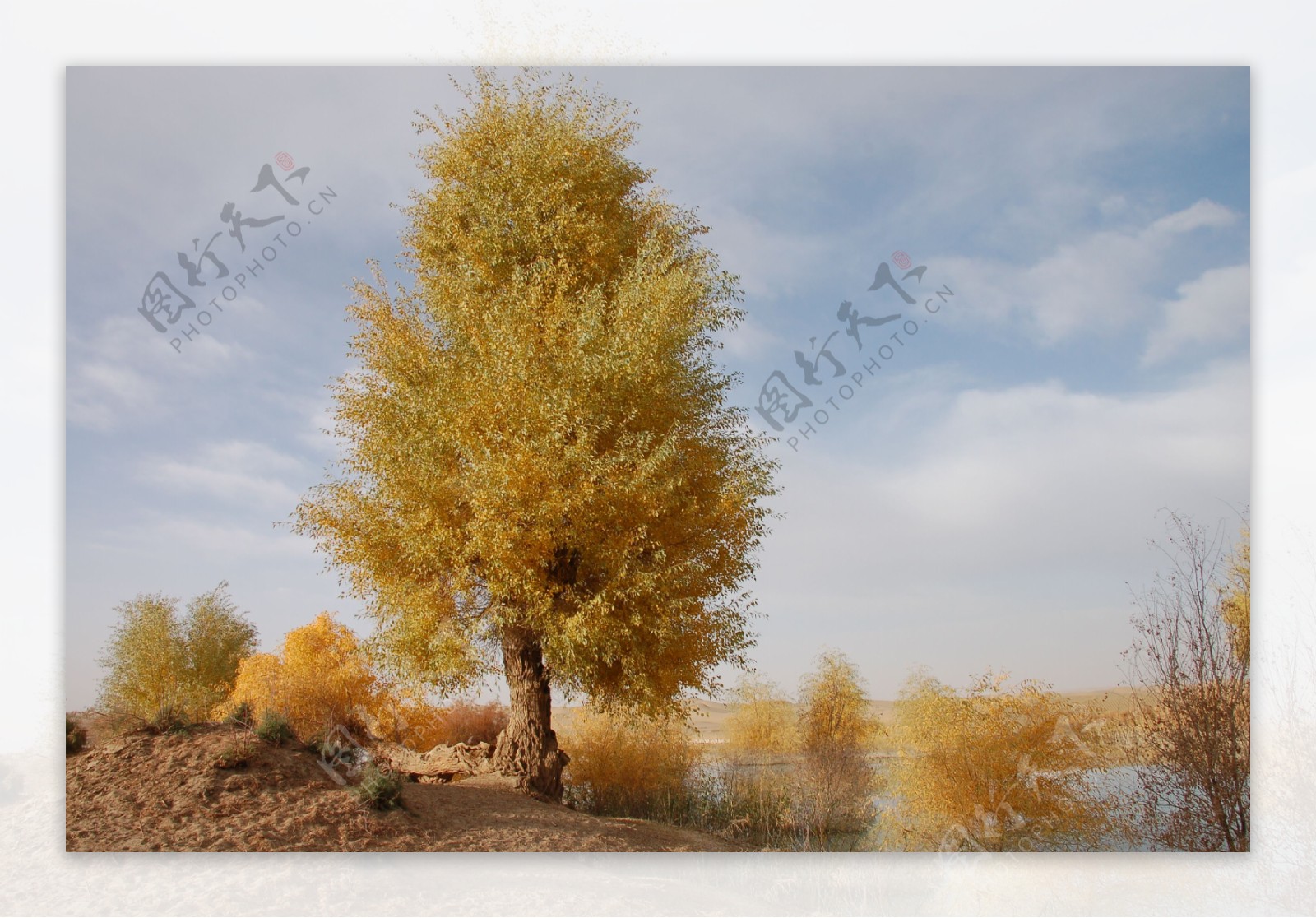 美丽的新疆戈壁树木图片