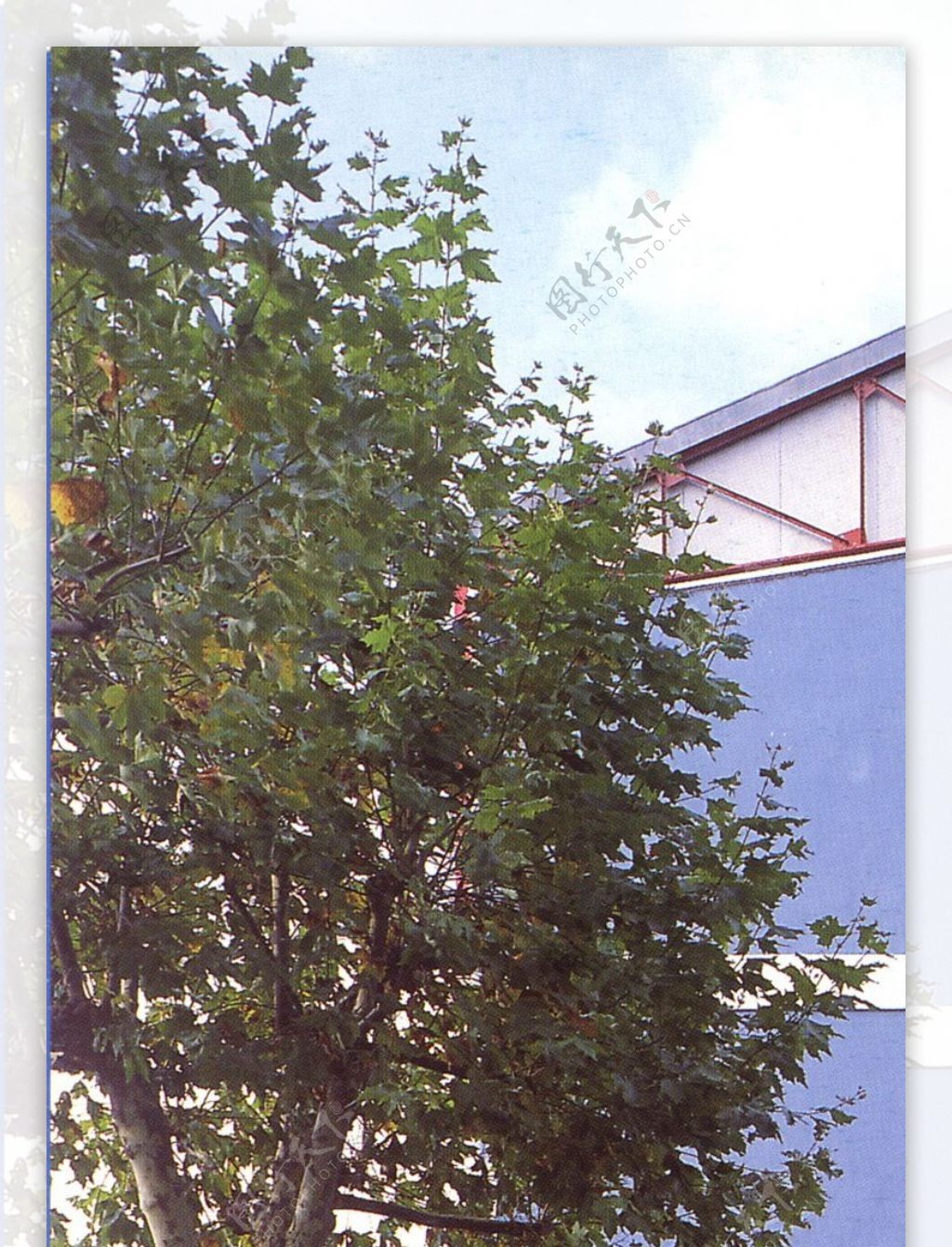 植物贴图素材建筑装饰JPG0164