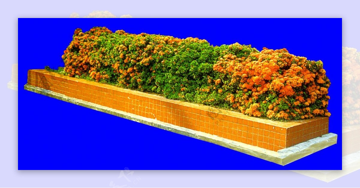 灌木植物贴图素材建筑装饰JPG1905