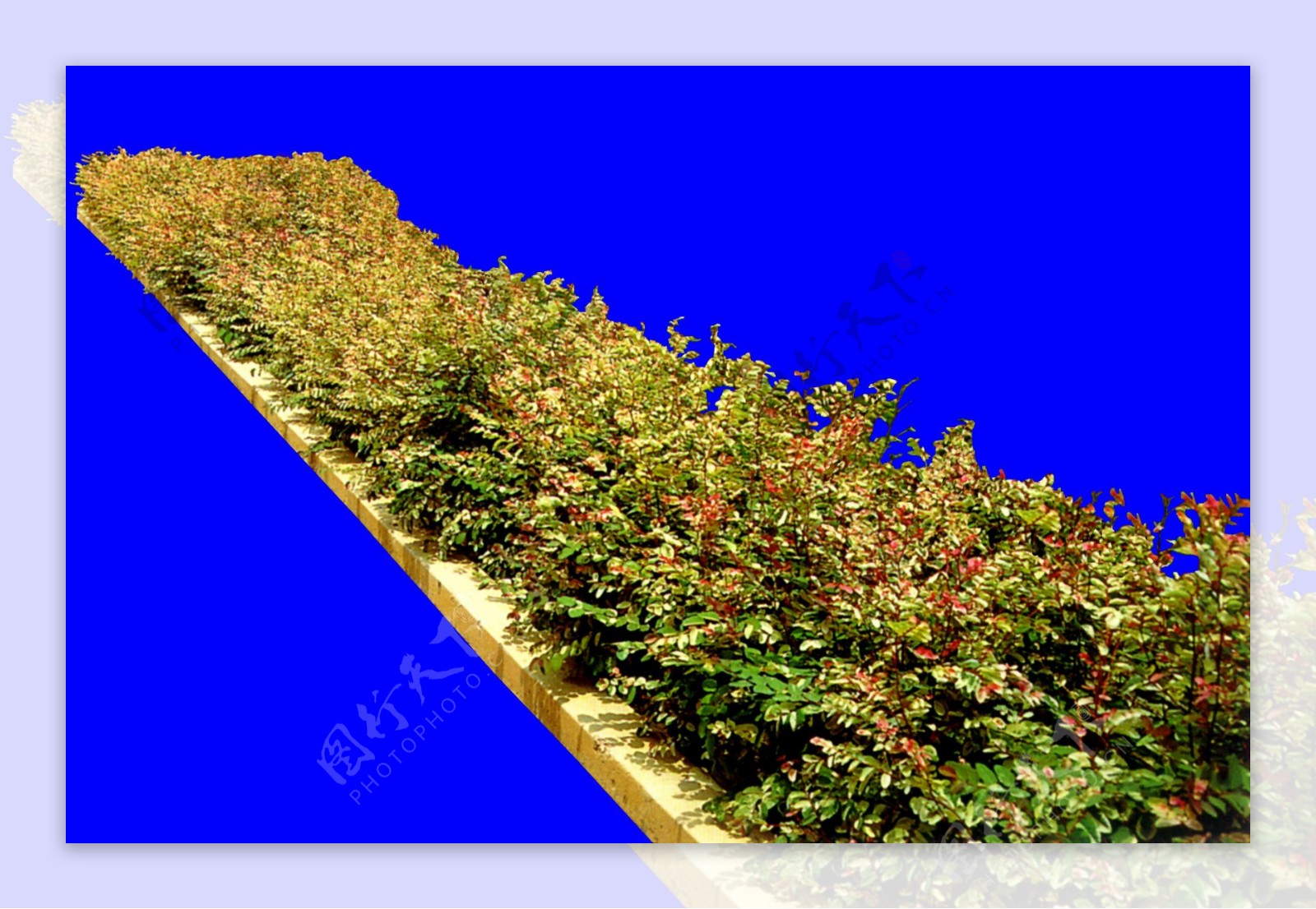 灌木植物贴图素材建筑装饰JPG1963