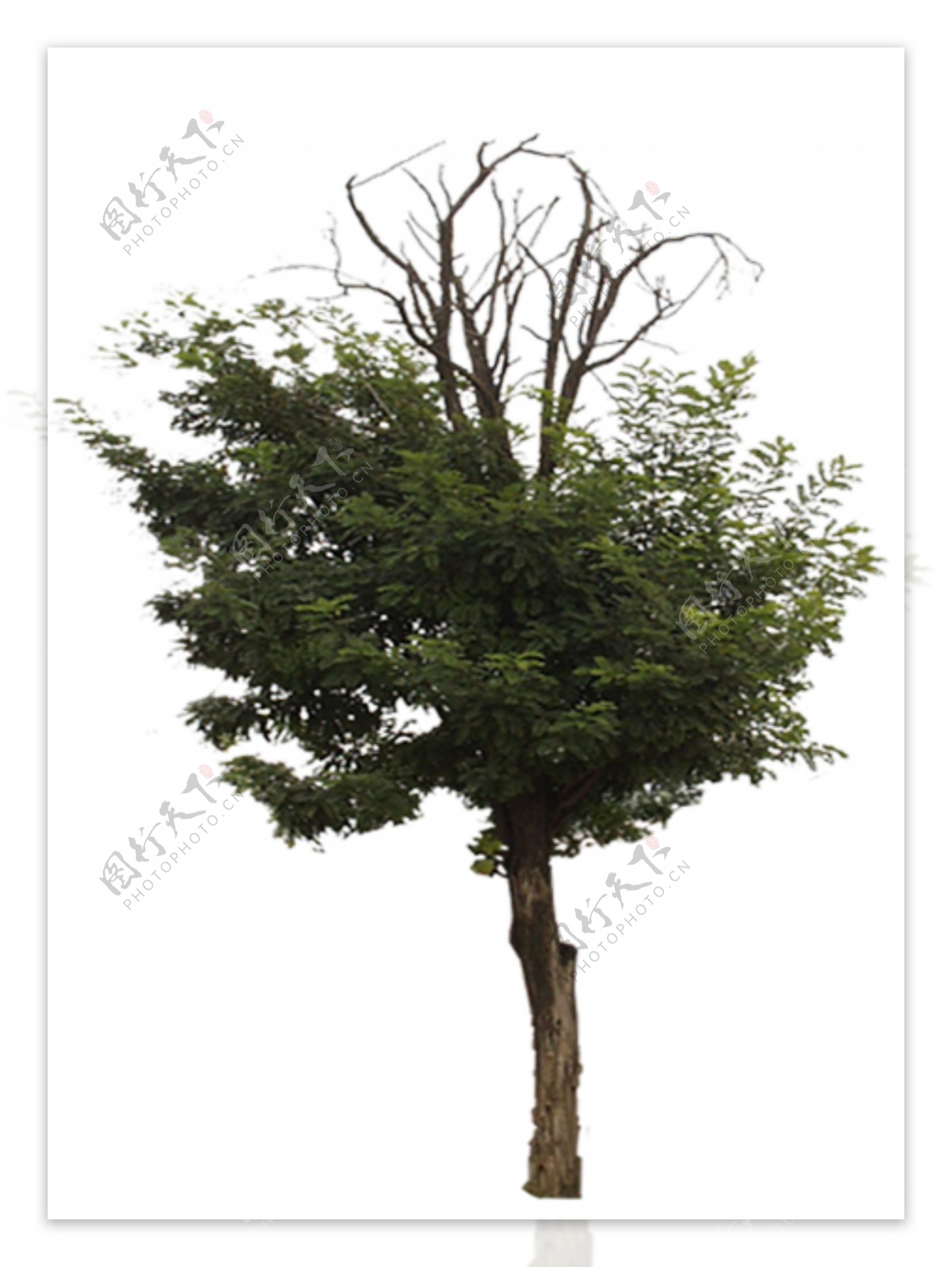 树贴图素材分层PSD232