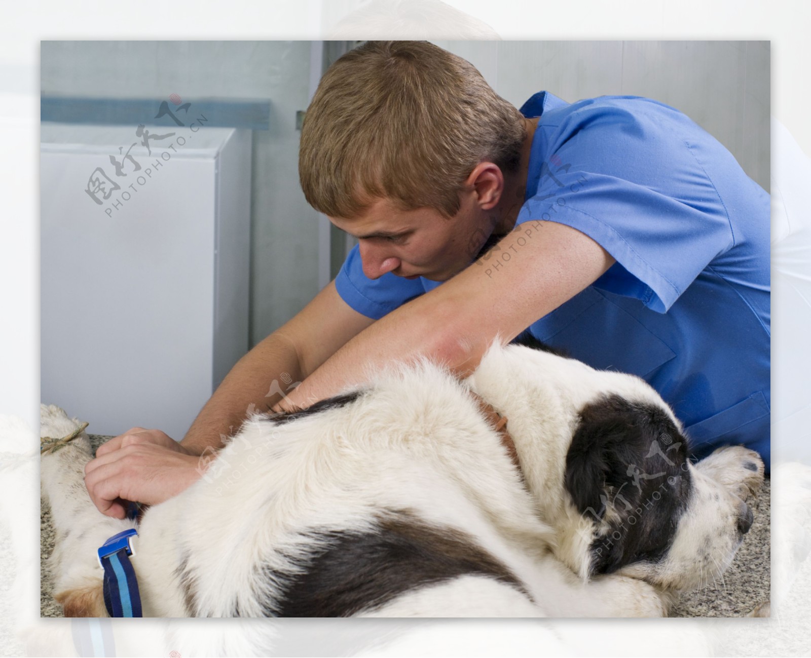 小狗与宠物医生图片