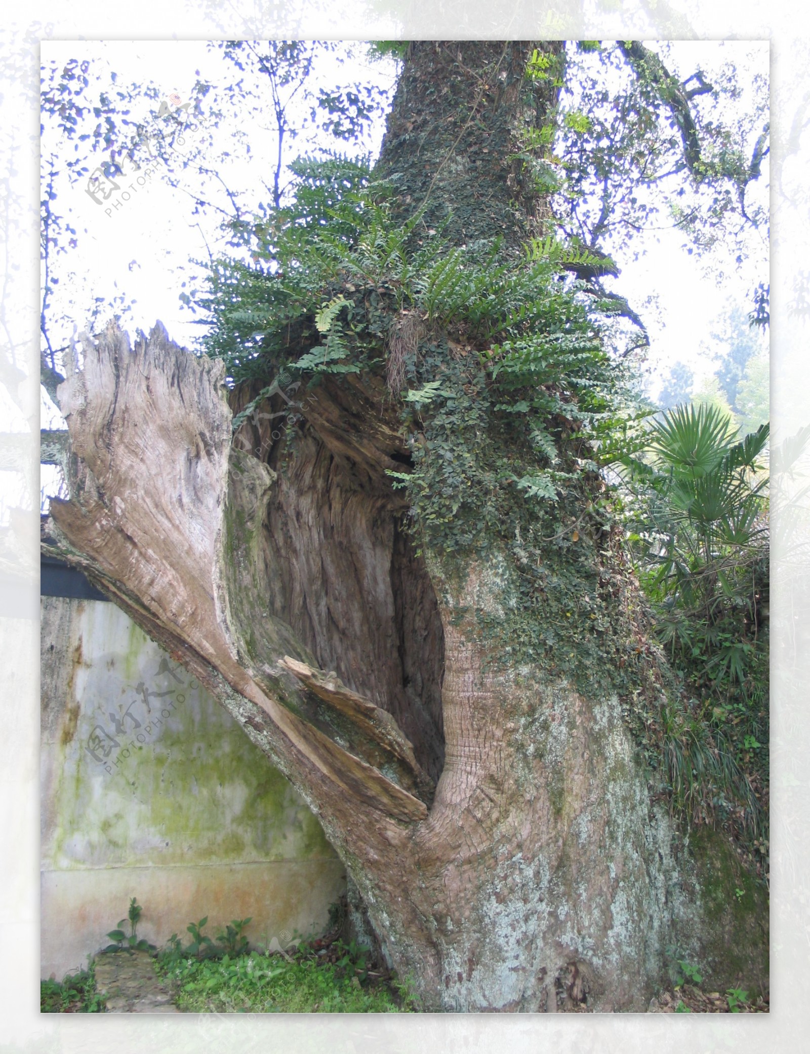 江西龙虎山风光古树