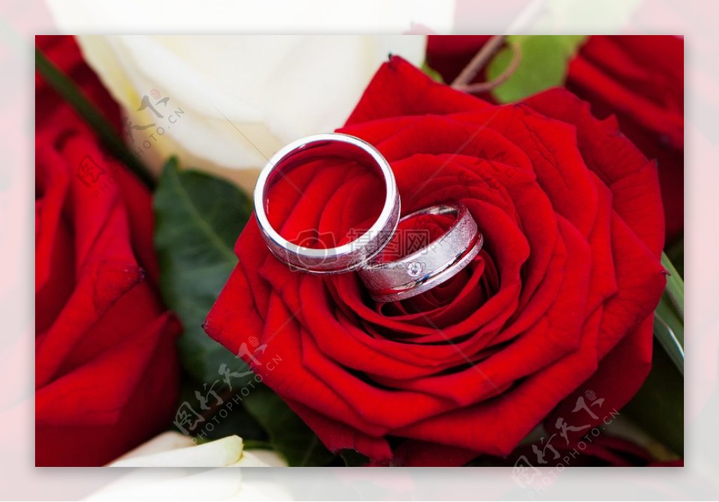 红色玫瑰上的两枚戒指