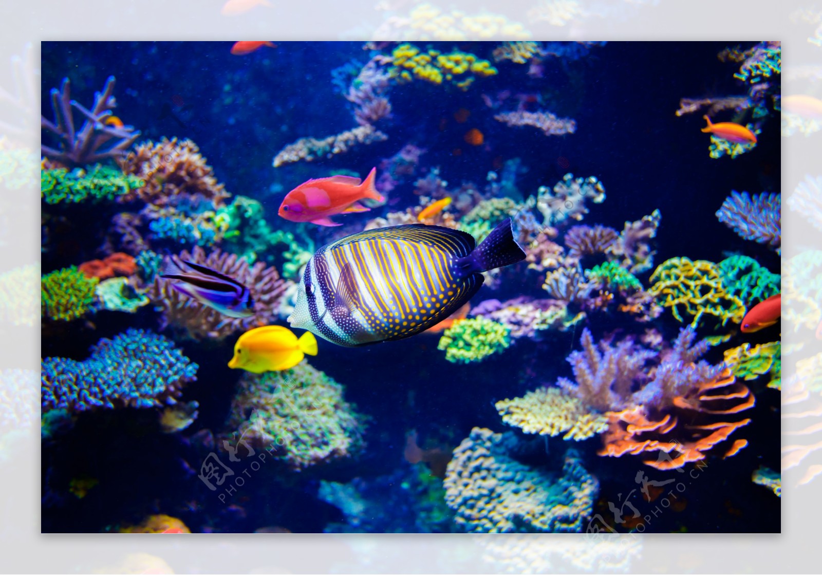 海底游动的鱼和美丽珊瑚图片