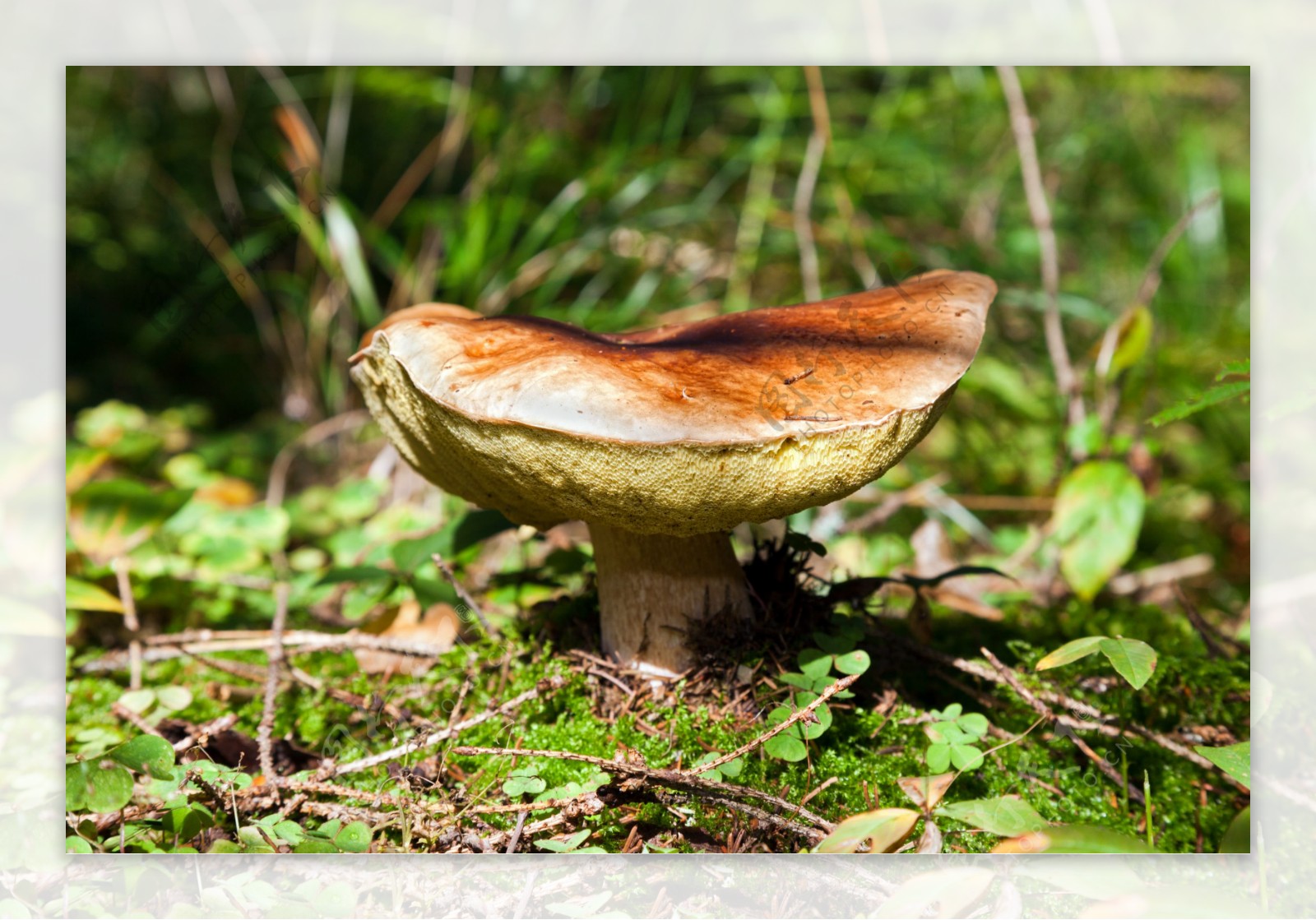 森林里的香菇图片