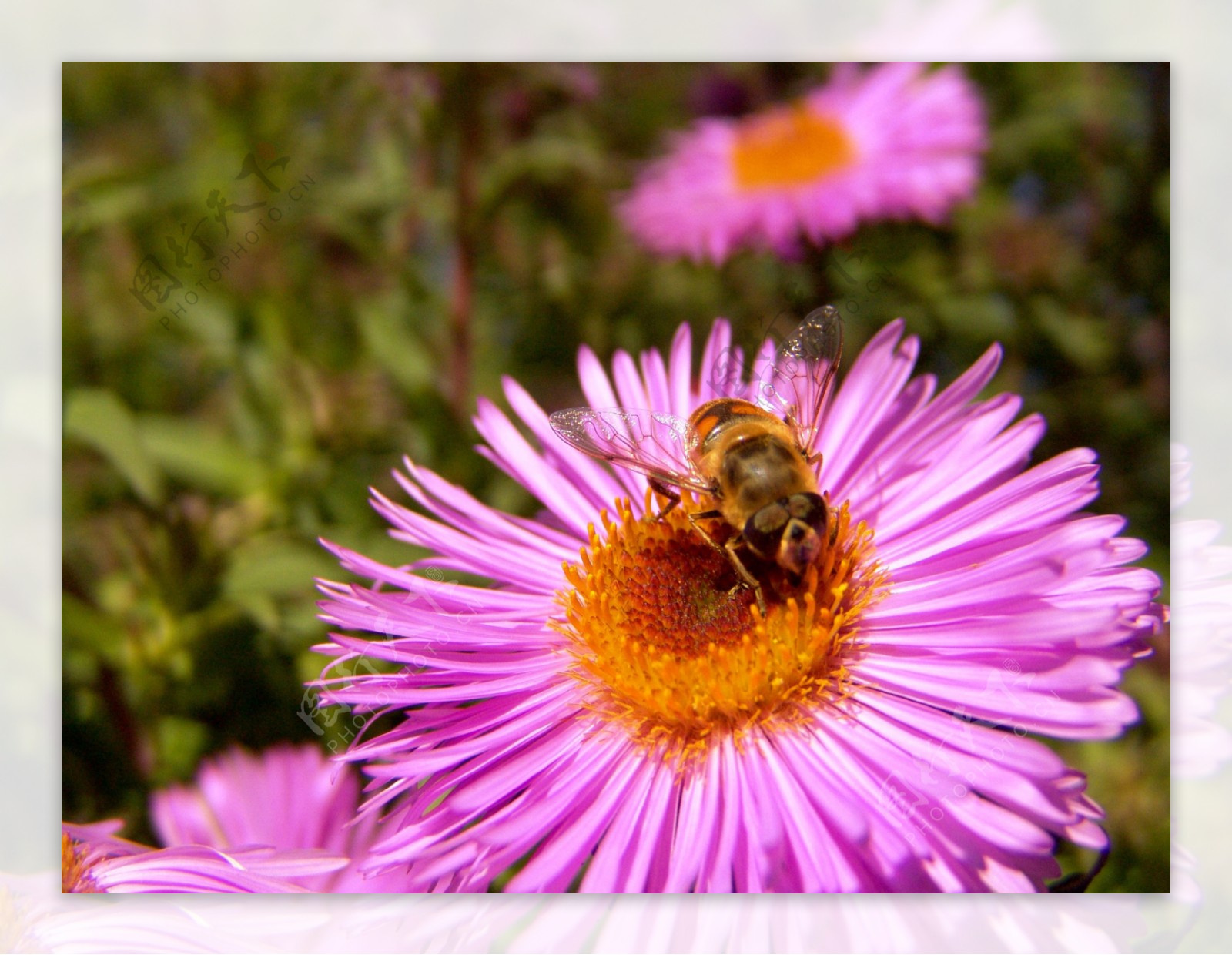 森林采花的蜜蜂图片