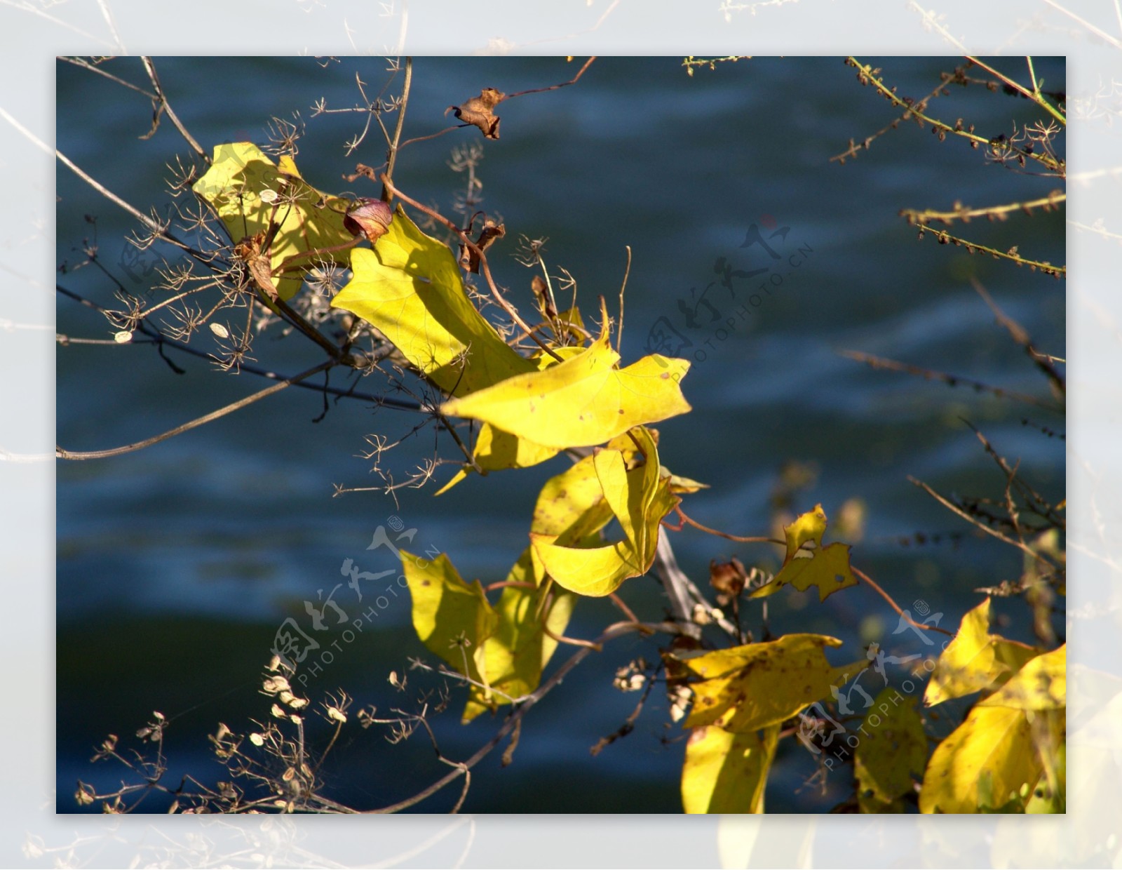 秋天树叶摄影图片